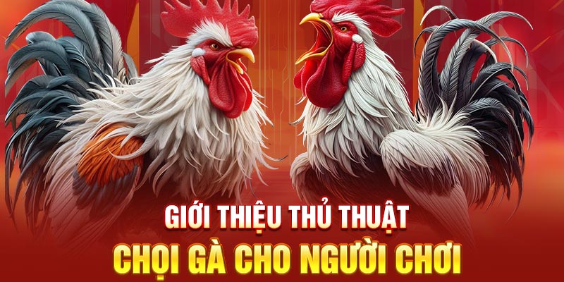 Giới thiệu thủ thuật chọi gà cho người chơi