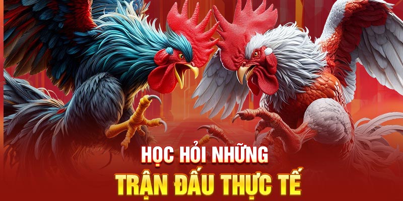 Học hỏi thủ thuật chọi gà với những trận đấu thực tế